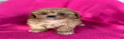 Shihpoo dogs for sale: LUCY - Ad 8
