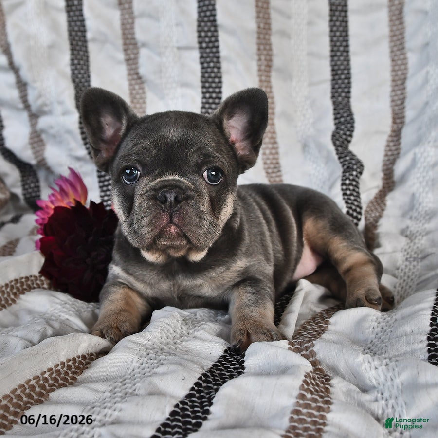 French Bulldog dogs Ollie  - Ad 1