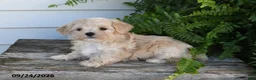 Morkie dogs for sale: Benji - Ad 3