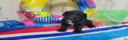 Goldendoodle dogs for sale: F1 Cucumber - Ad 2