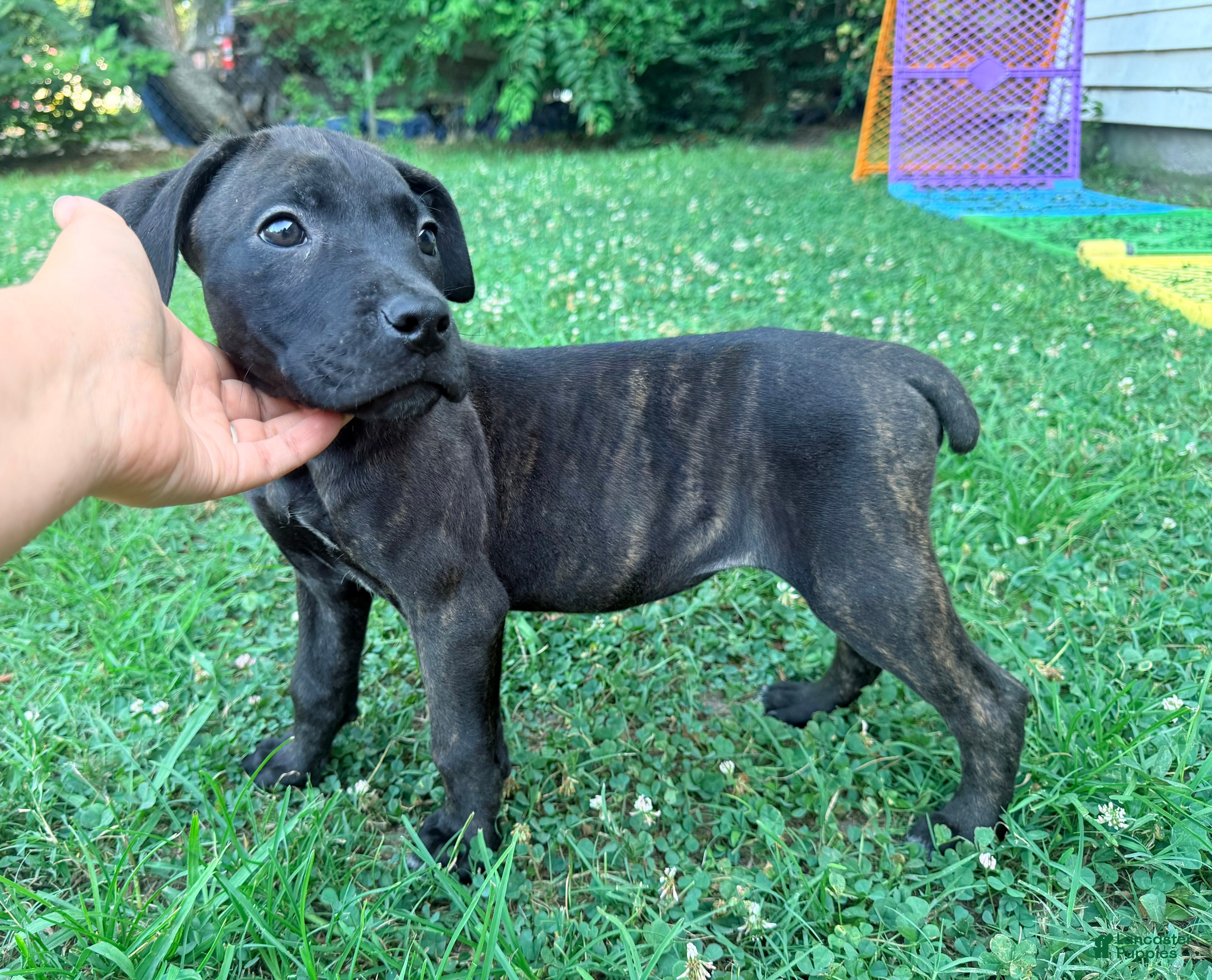 Cane Corso dogs Ketch AKC orange/teal collar - Ad 15