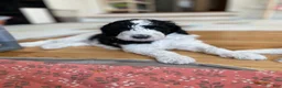 Bernedoodle dogs for sale: Sweetie - Ad 3