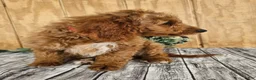 Mini Goldendoodle dogs for sale: Ace - Ad 18