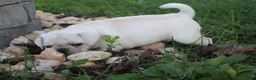 Pug dogs for sale: Chai -female- - Ad 7