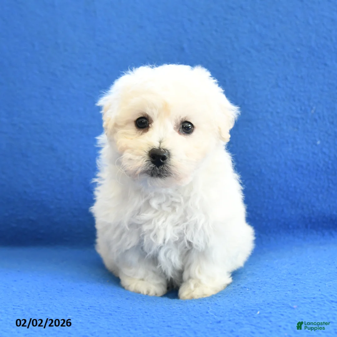 Bichon Frise dogs for sale: Fern - Ad 1