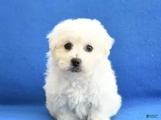 Bichon Frise dogs Fern - Ad 27