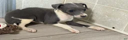 Italian Greyhound dogs for sale: Jessie - Ad 4