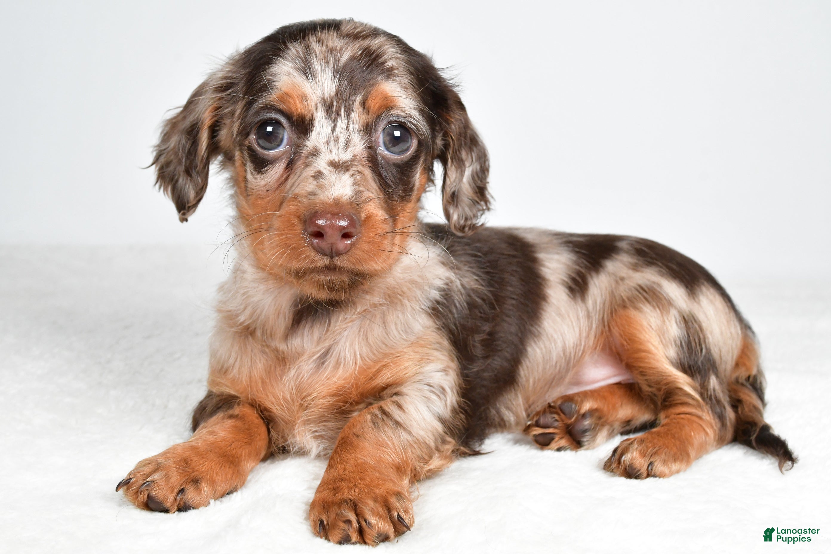 Miniature Dachshund dogs Sage - Ad 1