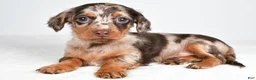Miniature Dachshund dogs for sale: Sage - Ad 1