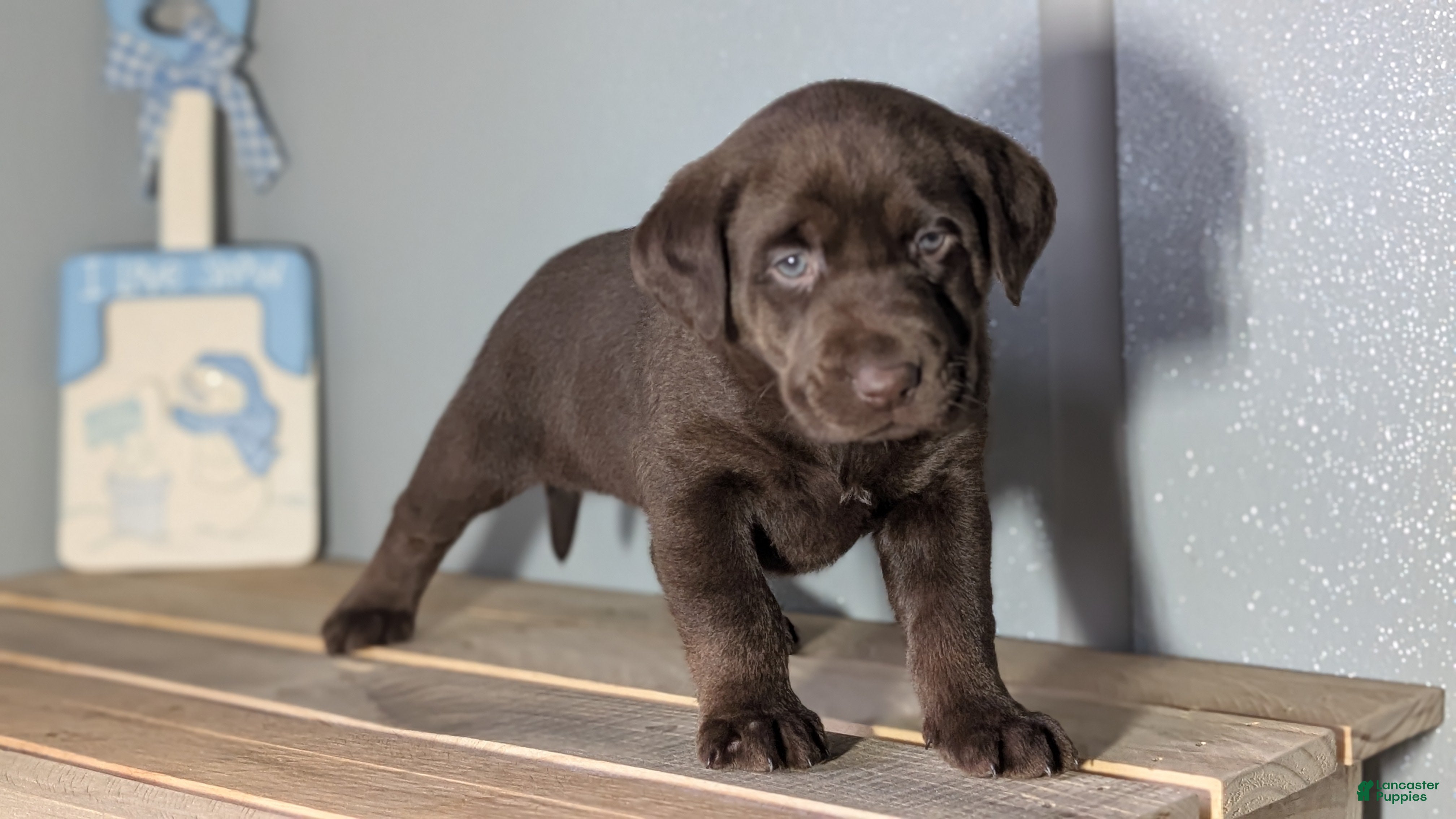 Labrador Retriever dogs Libby - Ad 2