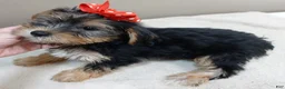 Yorkshire Terrier dogs for sale: Ziggy steal of a deal - Ad 11
