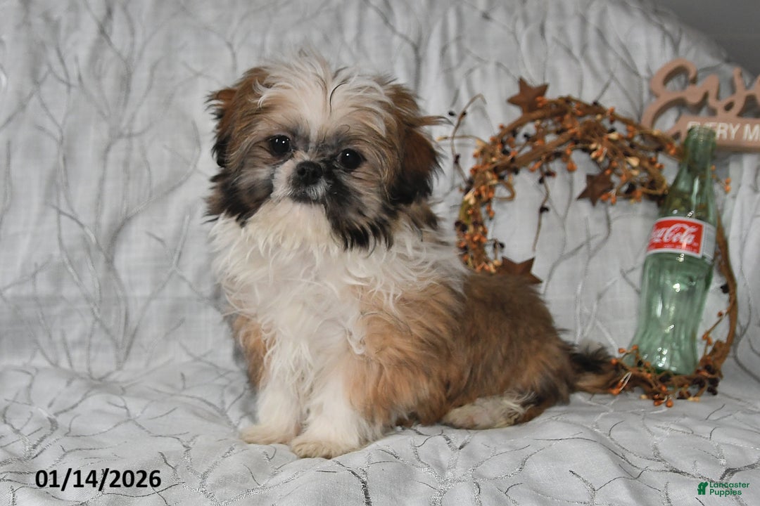 Shih Tzu dogs for sale: Darrin - Ad 1