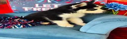 Siberian Husky dogs for sale: Romney - Ad 4