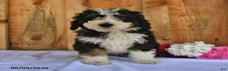 Bernedoodle dogs for sale: Oscar - Ad 3