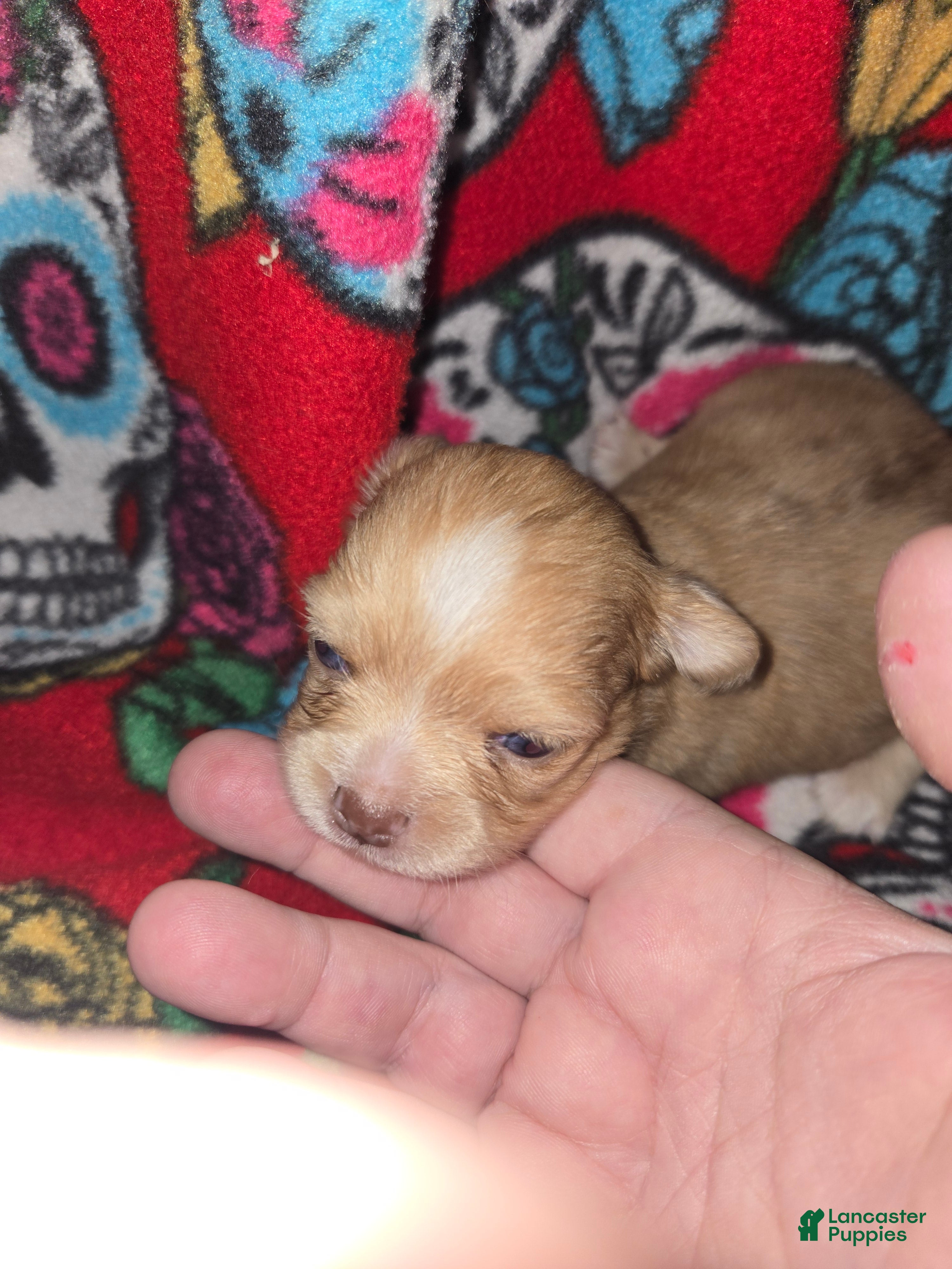Chihuahua dogs Long hair chocolate merle Girl - Ad 1