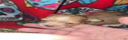 Chihuahua dogs for sale: Long hair chocolate merle Girl - Ad 1