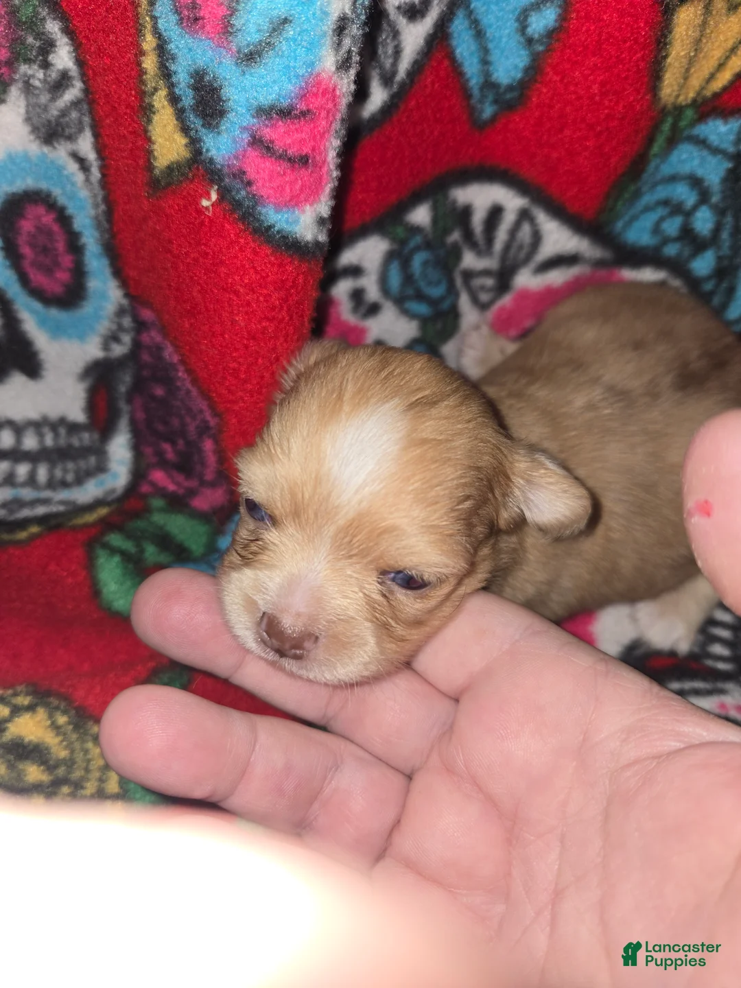 Chihuahua dogs for sale: Long hair chocolate merle Girl - Ad 1