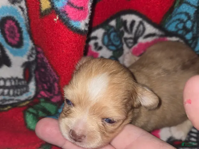 Chihuahua dogs for sale: Long hair chocolate merle Girl - Ad 1