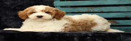 Miniature Poodle dogs for sale: Mitch - Ad 4