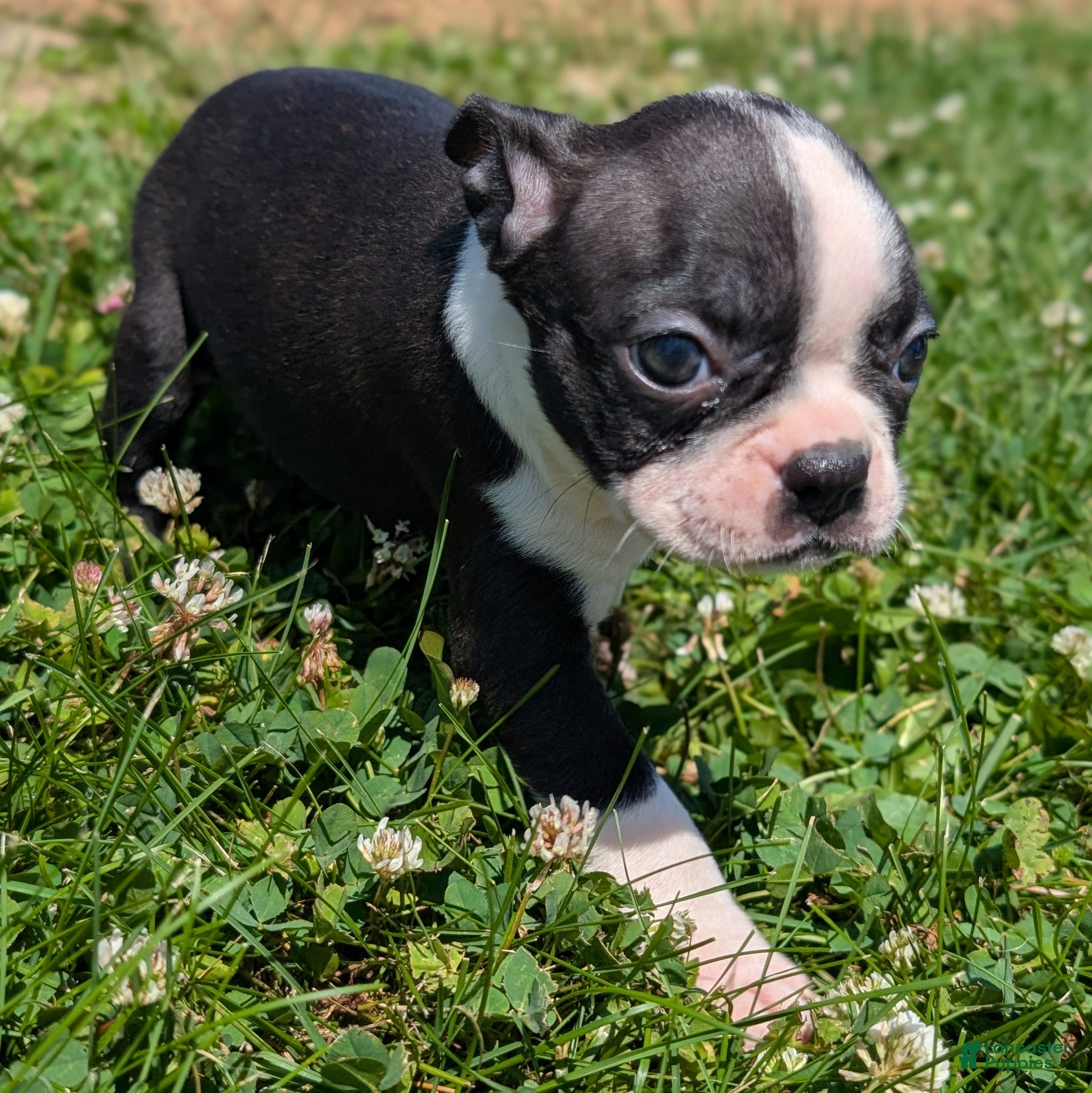 Boston Terrier dogs Graham Cracker - Ad 2