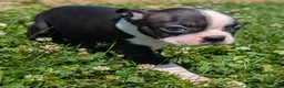 Boston Terrier dogs for sale: Graham Cracker - Ad 2