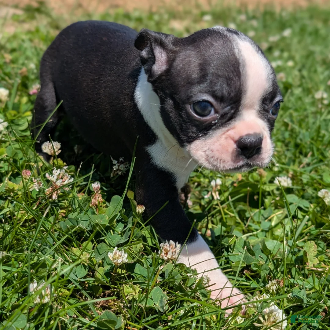 Boston Terrier dogs for sale: Graham Cracker - Ad 2