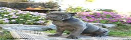 Cane Corso dogs for sale: Tahira - Ad 2