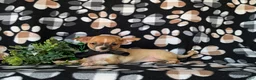 Chihuahua dogs for sale: Dantel - Ad 5
