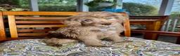 Labradoodle dogs for sale:  Reese  - Ad 9