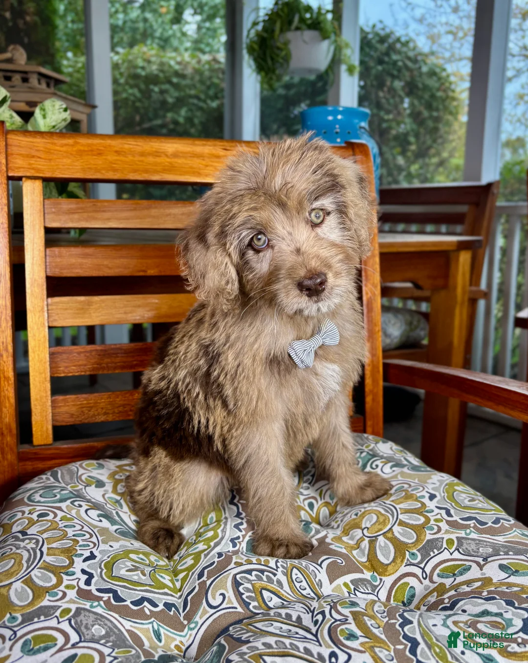 Labradoodle dogs for sale:  Reese  - Ad 9