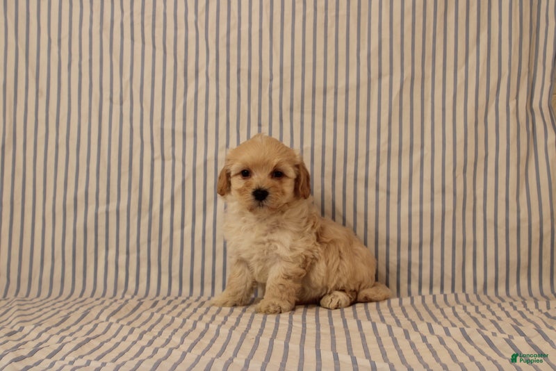 Maltipoo dogs Jethro - Ad 1