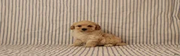 Maltipoo dogs for sale: Jethro - Ad 1