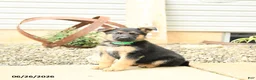 German Shepherd dogs for sale: Lexington - Ad 3