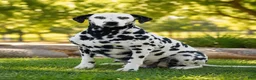 Dalmatian dogs for sale: Austin - Ad 7
