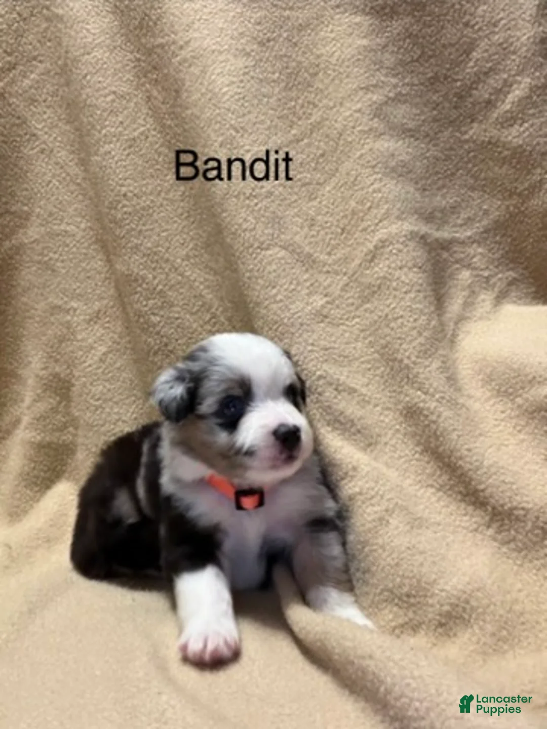 Miniature Australian Shepherd dogs for sale: Bandit  - Ad 2