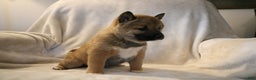 Shiba Inu dogs for sale: Sammy  - Ad 2