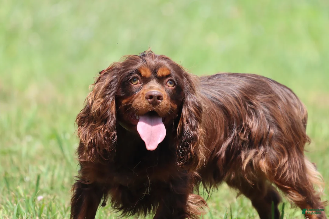 Cavalier King Charles Spaniel dogs for sale: Cadbury's Bluff - Ad 2