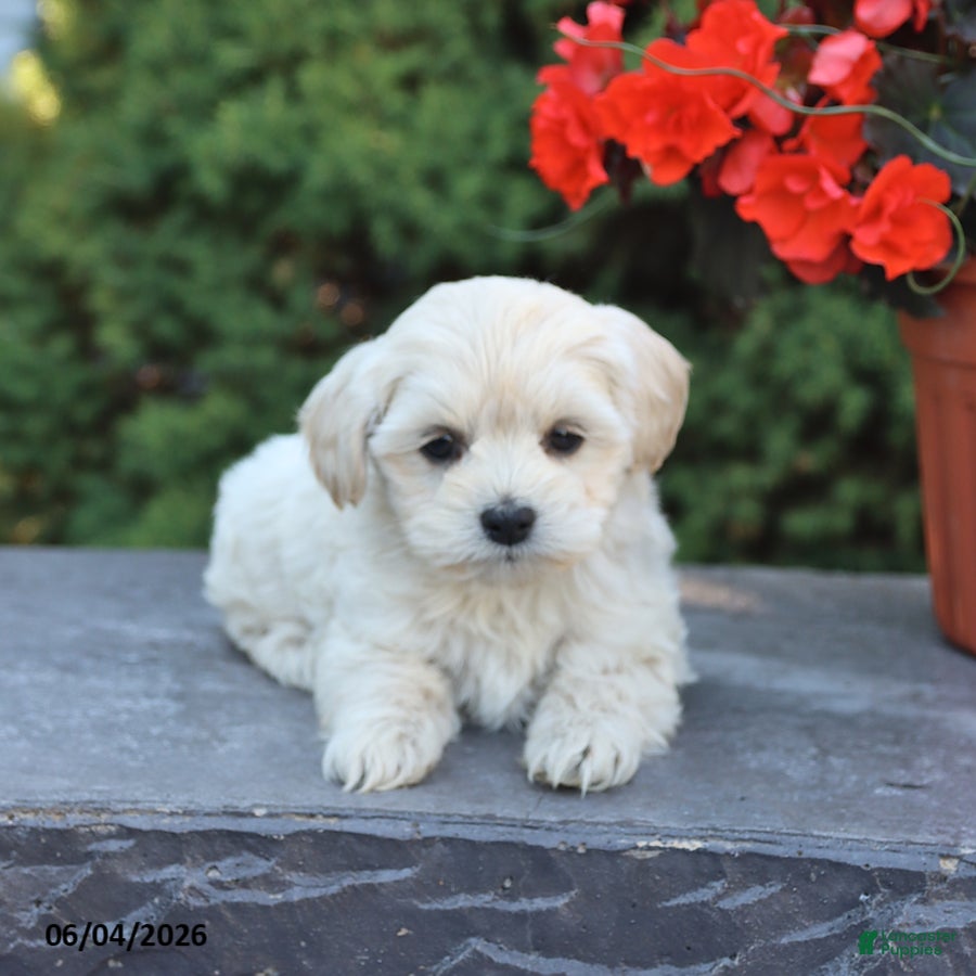 Mixed Breed dogs Explorer - Ad 2