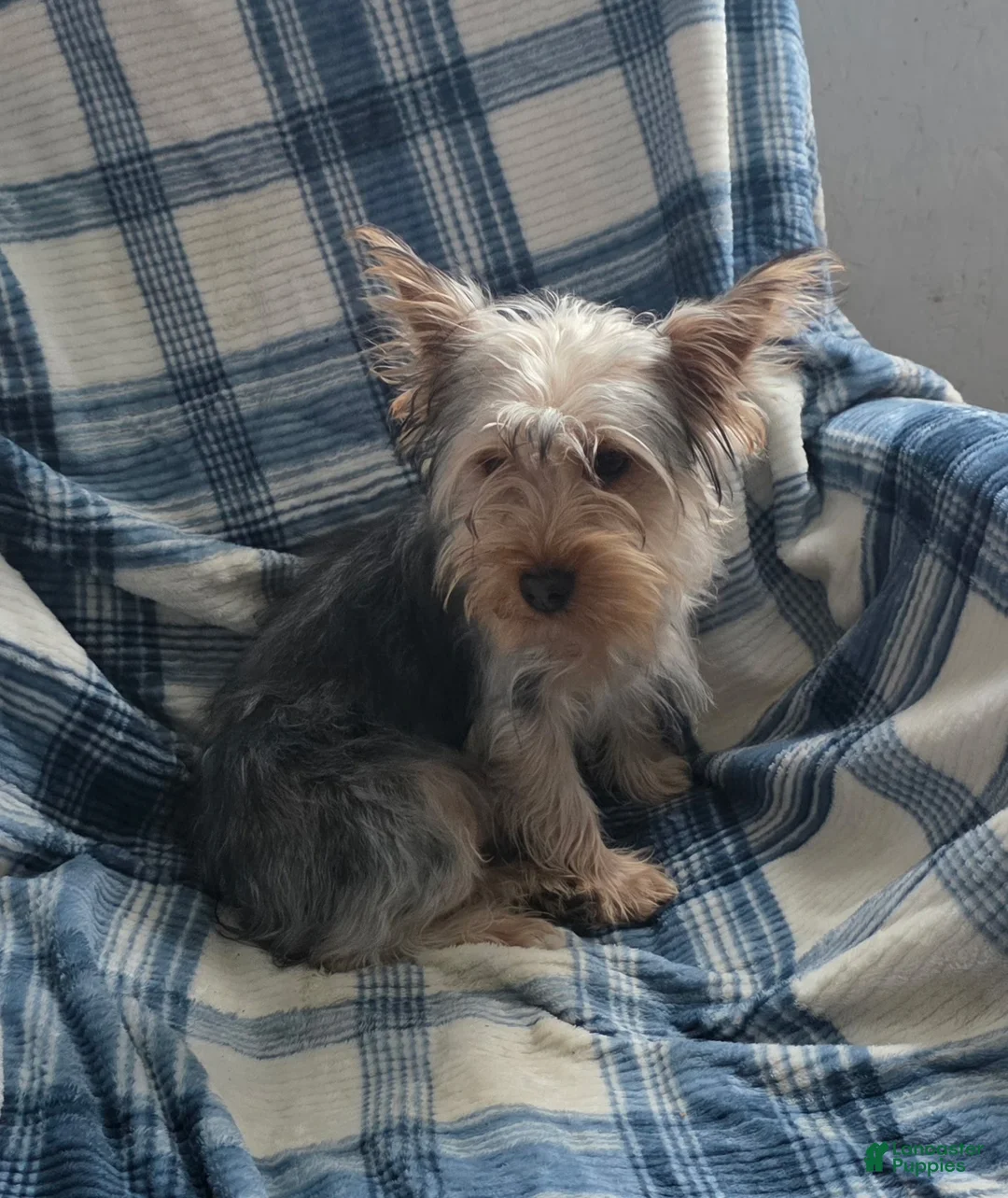 Yorkshire Terrier dogs for sale: Debbie May - Ad 6