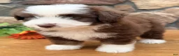Mixed Breed dogs for sale: Coco - Ad 5