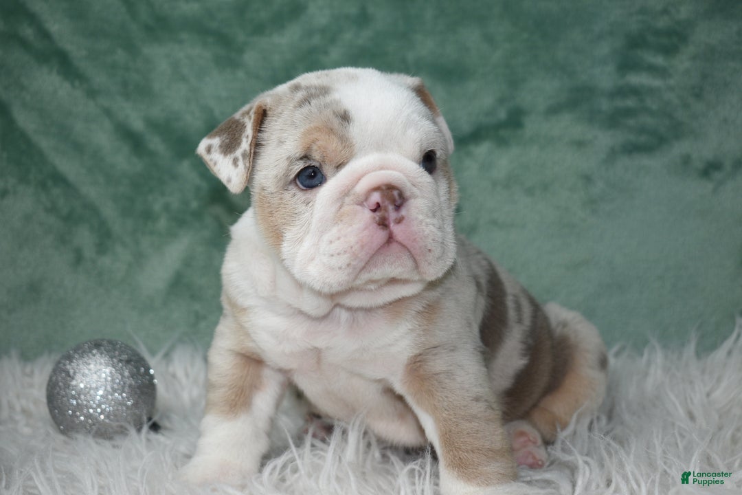 English Bulldog dogs for sale: Annabella  - Ad 8