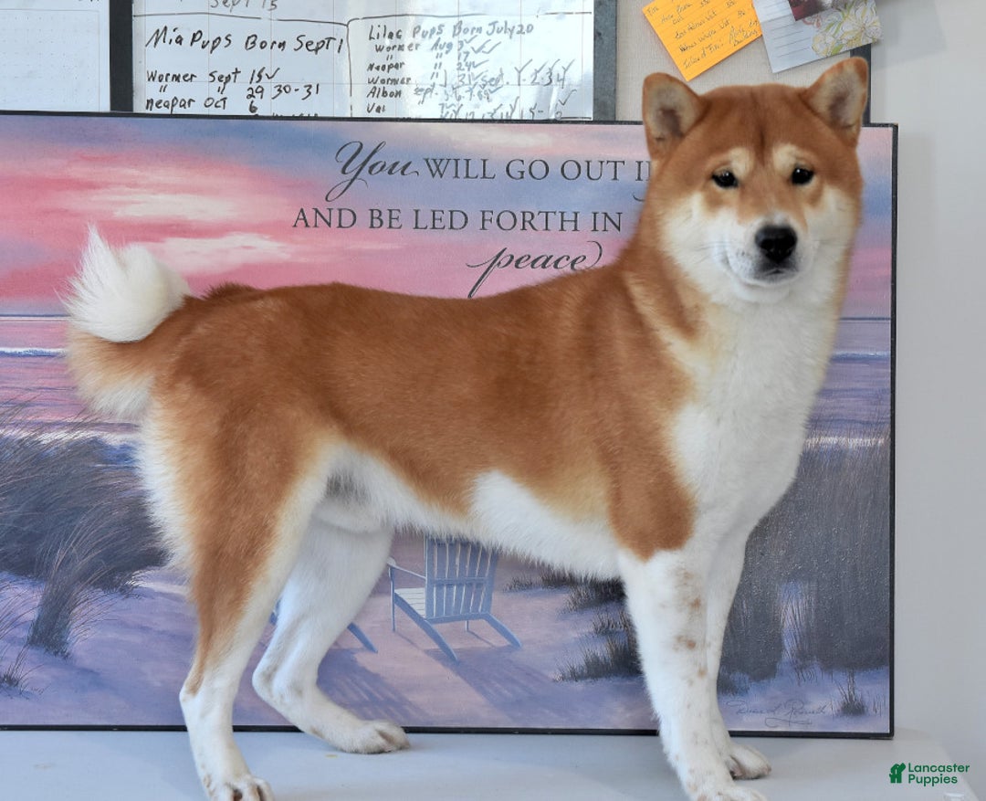 Shiba Inu dogs for sale: Benji - Ad 7
