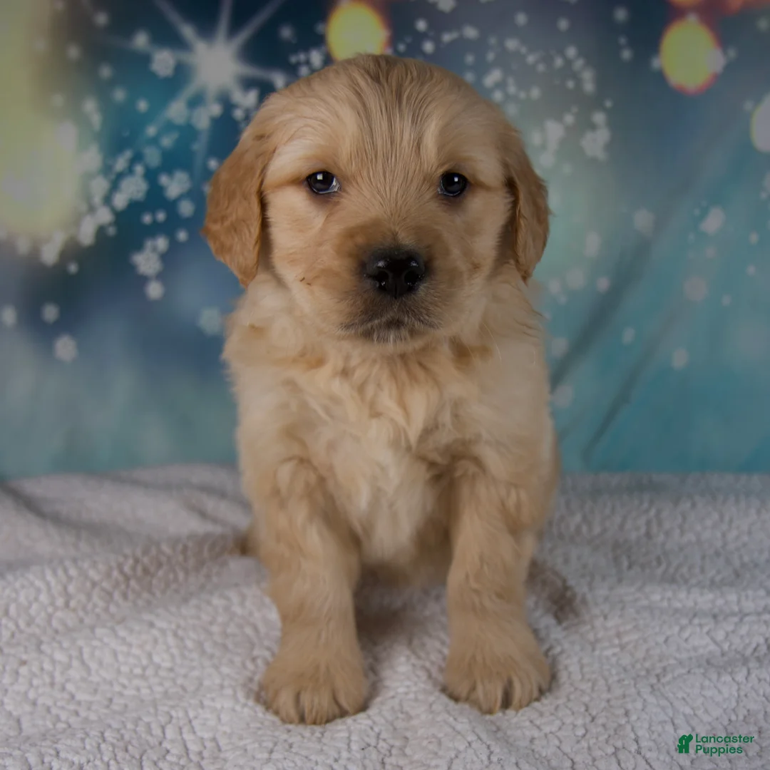 Golden Retriever dogs for sale: Elliot - Ad 6