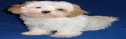 Shihpoo dogs for sale: Pickles - Ad 10