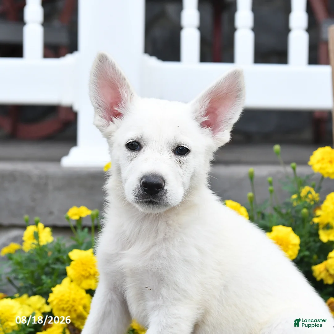 German Shepherd dogs for sale: Mandy - Ad 3