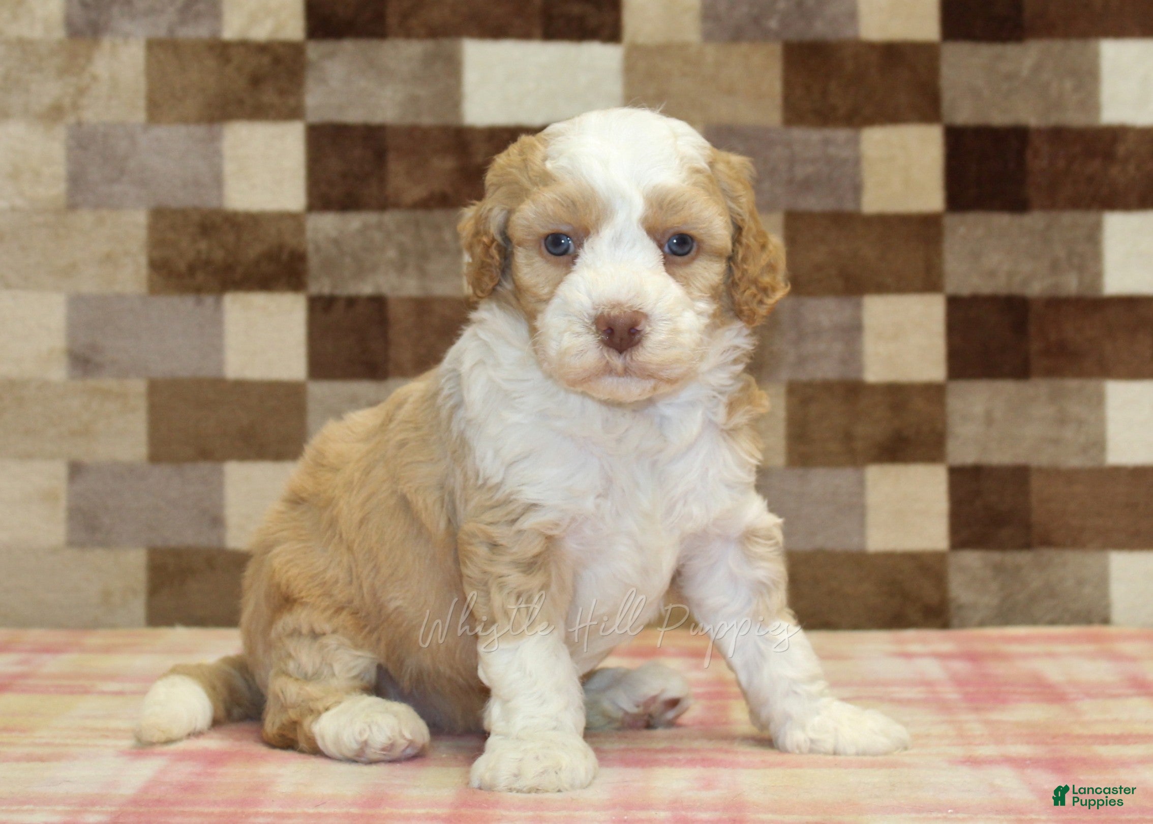 Mini Bernedoodle dogs for sale: Harley - Ad 1