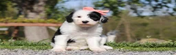 Sheepadoodle dogs for sale: Allie - Ad 5