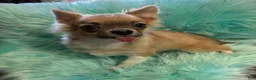 Chihuahua dogs for sale: Chihuahua 1 - Ad 4