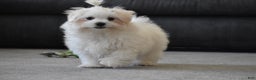 Maltese dogs for sale: Finley - Ad 14