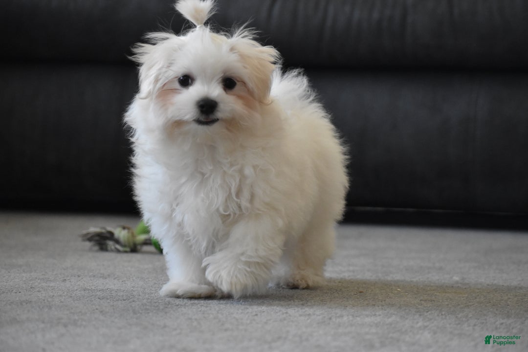 Maltese dogs for sale: Finley - Ad 14